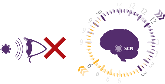 Graphic of dyssynchronized circadian rhythm in patients who lack the ability to perceive light