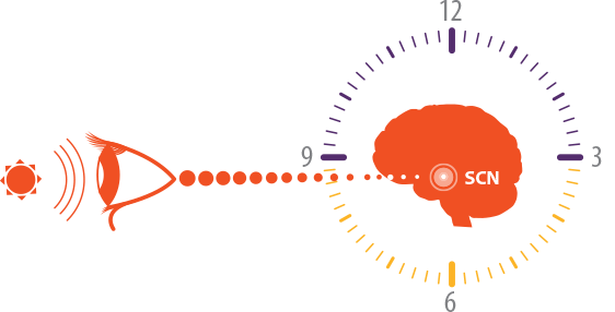 Graphic of synchronized circadian rhythm in patients with light perception